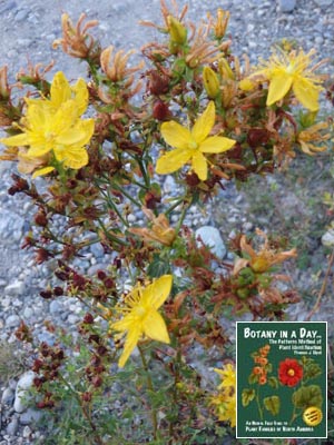 Hypericum perforatum: St. Johnswort.