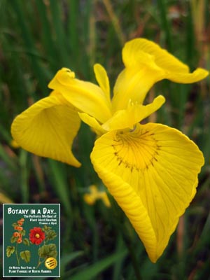 Iris pseudacorus. Yellow Iris.