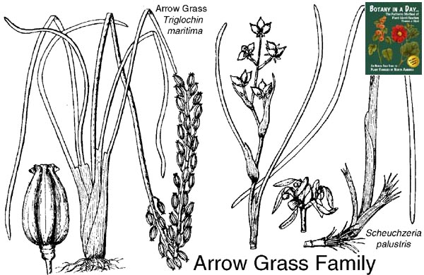 Juncaginaceae: Arrow Grass Family Plant Identification Characteristics.