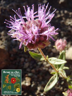 Monardella odoratissima. Mountain Coyote Mint.
