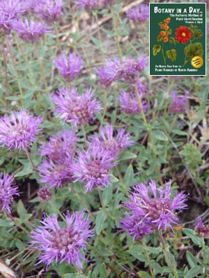 Monardella odoratissima. Mountain Coyote Mint.