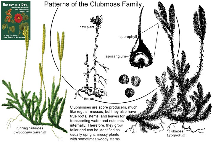 Lycopodiaceae: Club Moss Family Plant Identification Characteristics.