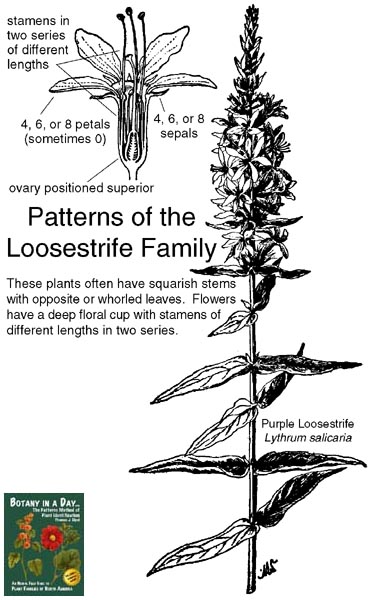 Lythraceae: Loosestrife Family Plant Identification Characteristics.