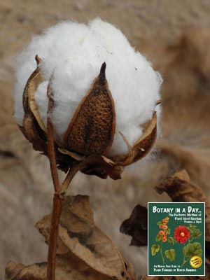 Gossypium hirsutum. Upland cotton.