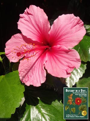 Hibiscus rosa-sinensis. Chinese hibiscus, a.k.a. China rose.