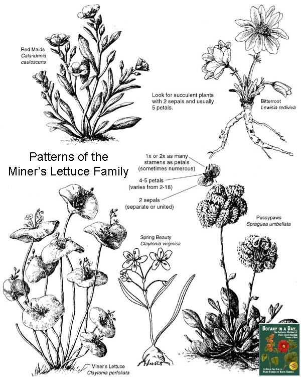 Montiaceae: Miner's Lettuce Family Plant Identification Characteristics.