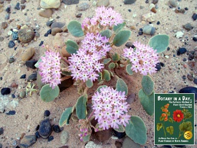 Abronia villosa. Desert Sand Verbena.
