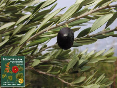 Olea europaea.Olive Tree.