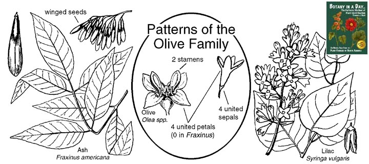 Oleaceae: Olive Family Plant Identification Characteristics.