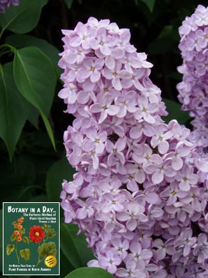 Syringa vulgaris. Common Lilac.