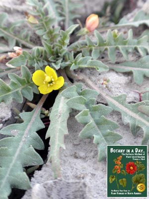 Camissonia breviflora. Few-Flower Evening Primrose.