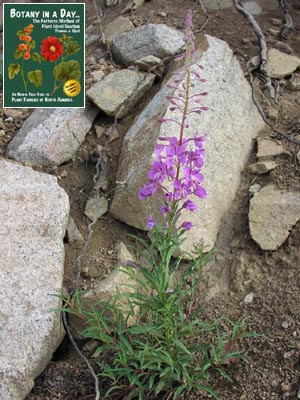 Chamerion angustifolium, formerly Epilobium angustifolium. Fireweed.