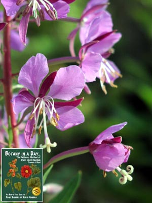 Chamerion angustifolium, formerly Epilobium angustifolium. Fireweed.