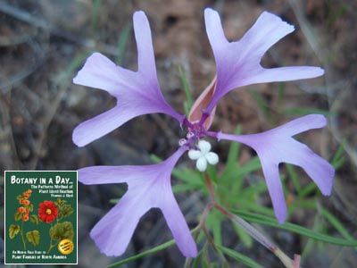 Clarkia pulchella. Pink Fairies.