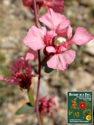 Clarkia unguiculata. Elegant Clarkia.