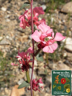 Clarkia unguiculata. Elegant Clarkia.