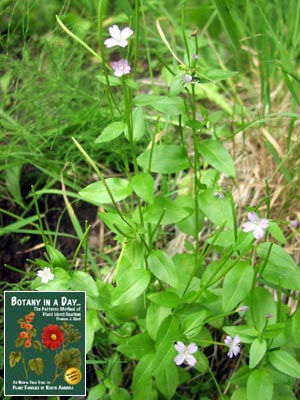 Epilobium sp. Willow Herb.