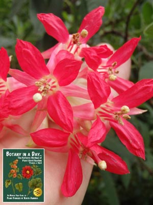 Fuchsia boliviana. Bolivian Fuchsia.