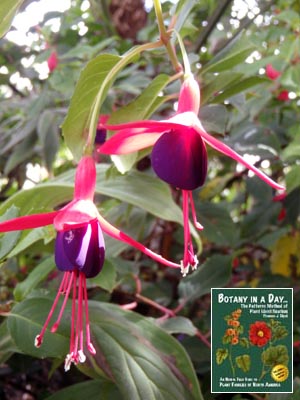 Fuchsia sp.