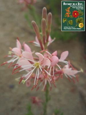 Gaura coccinea. Scarlet Beeblossom.