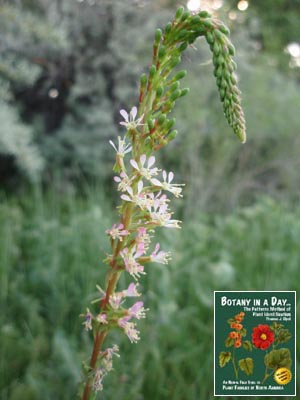 Gaura parviflora. Smallflower Gaura.