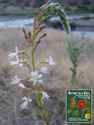 Gaura parviflora. Smallflower Gaura.