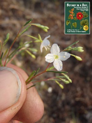 Gayophytum diffusum. Spreading Groundsmoke.