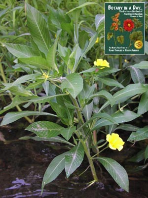 Ludwigia grandiflora: Large-Flower Primrose Willow.