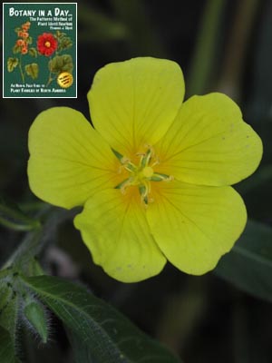 Ludwigia grandiflora. Large-Flower Primrose Willow.