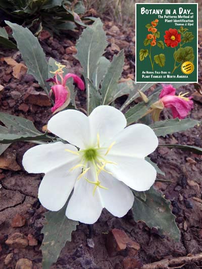 Oenothera caespitosa. Evening Primrose.