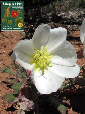 Oenothera caespitosa. Evening Primrose.