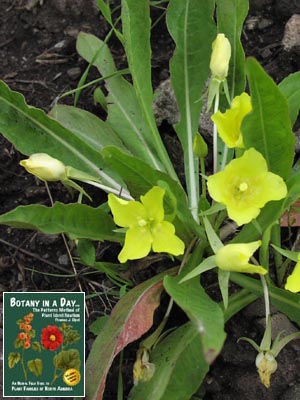 Oenothera flava. Yellow Evening Primrose.