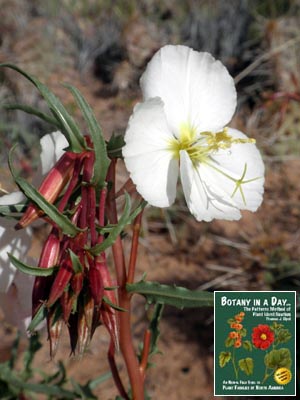 Oenothera pallida. Pale Evening Primrose.