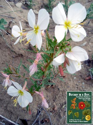 Oenothera pallida. Pale Evening Primrose.