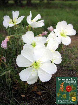 Oenothera sp. Evening Primrose.