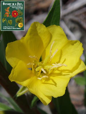 Oenothera villosa. Hairy Evening Primrose.