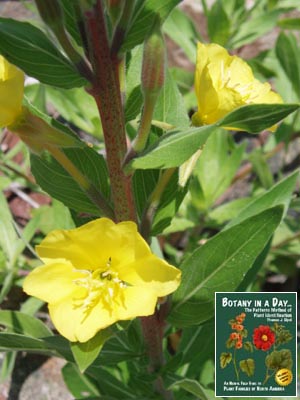 Oenothera villosa. Hairy Evening Primrose.