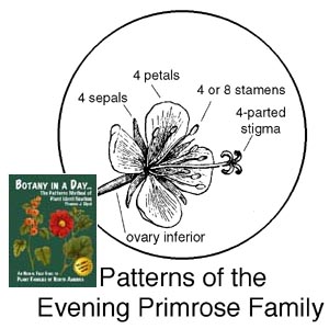 Onagraceae: Evening Primrose Family Plant Identification Characteristics.