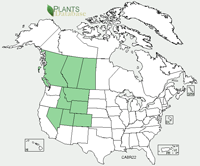 Range Map: Camissonia breviflora. Few-Flower Evening Primrose.