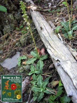 Goodyera oblongifolia. Rattlesnake Plantain.