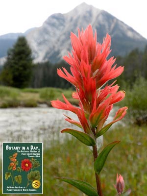 Castilleja linariifolia. Wyoming Indian Paintbrush.