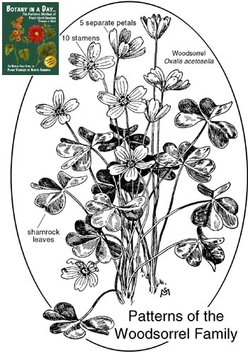 Oxalidaceae: Wood Sorrel Family Plant Identification Characteristics.