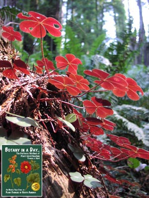 Oxalis oregana. Redwood Sorrel.
