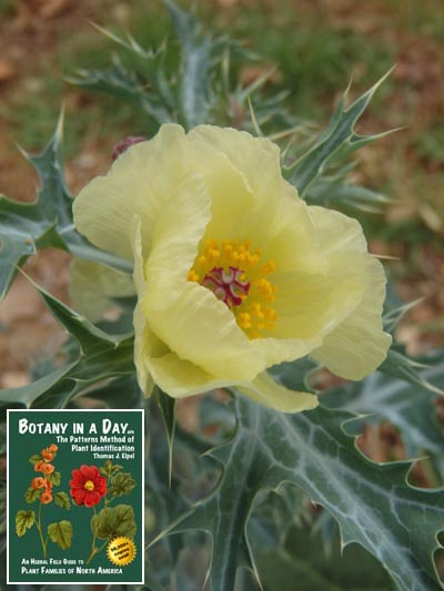 Argemone ochroleuca. Mexican Prickly Poppy.