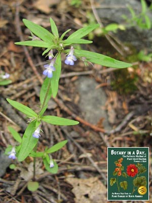 Collinsia parviflora. Blue-Eyed Mary.