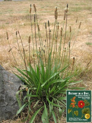 Plantago lanceolata. Narrowleaf Plantain.