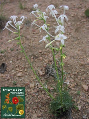 Ipomopsis aggregata. Scarlet Gilia (white).