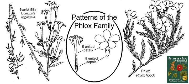 Polemoniaceae: Phlox Family Plant Identification Characteristics.