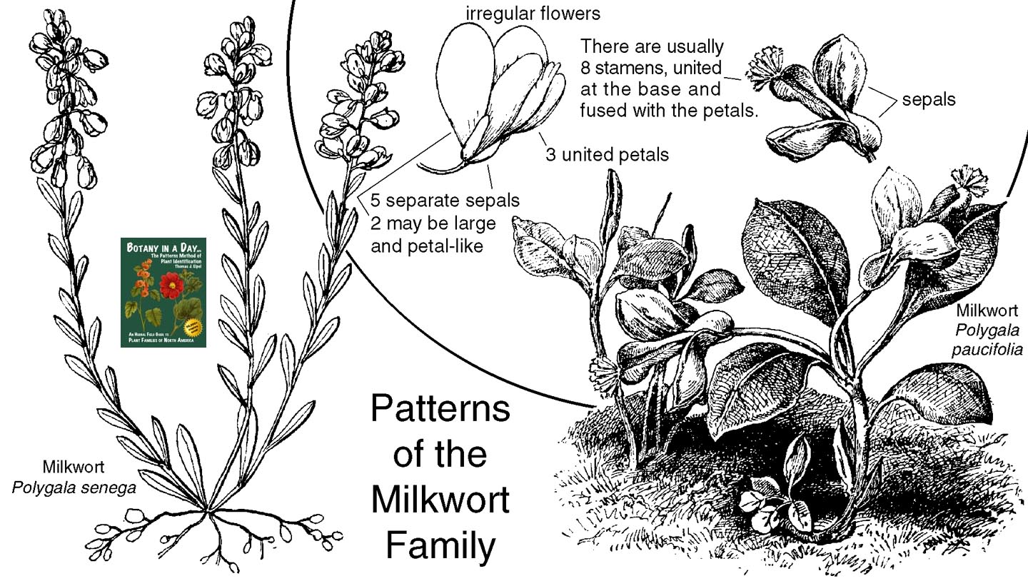 Polygalaceae: Milkwort Family Plant Identification Characteristics.