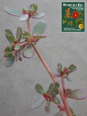 Portulaca oleracea. Common purslane.